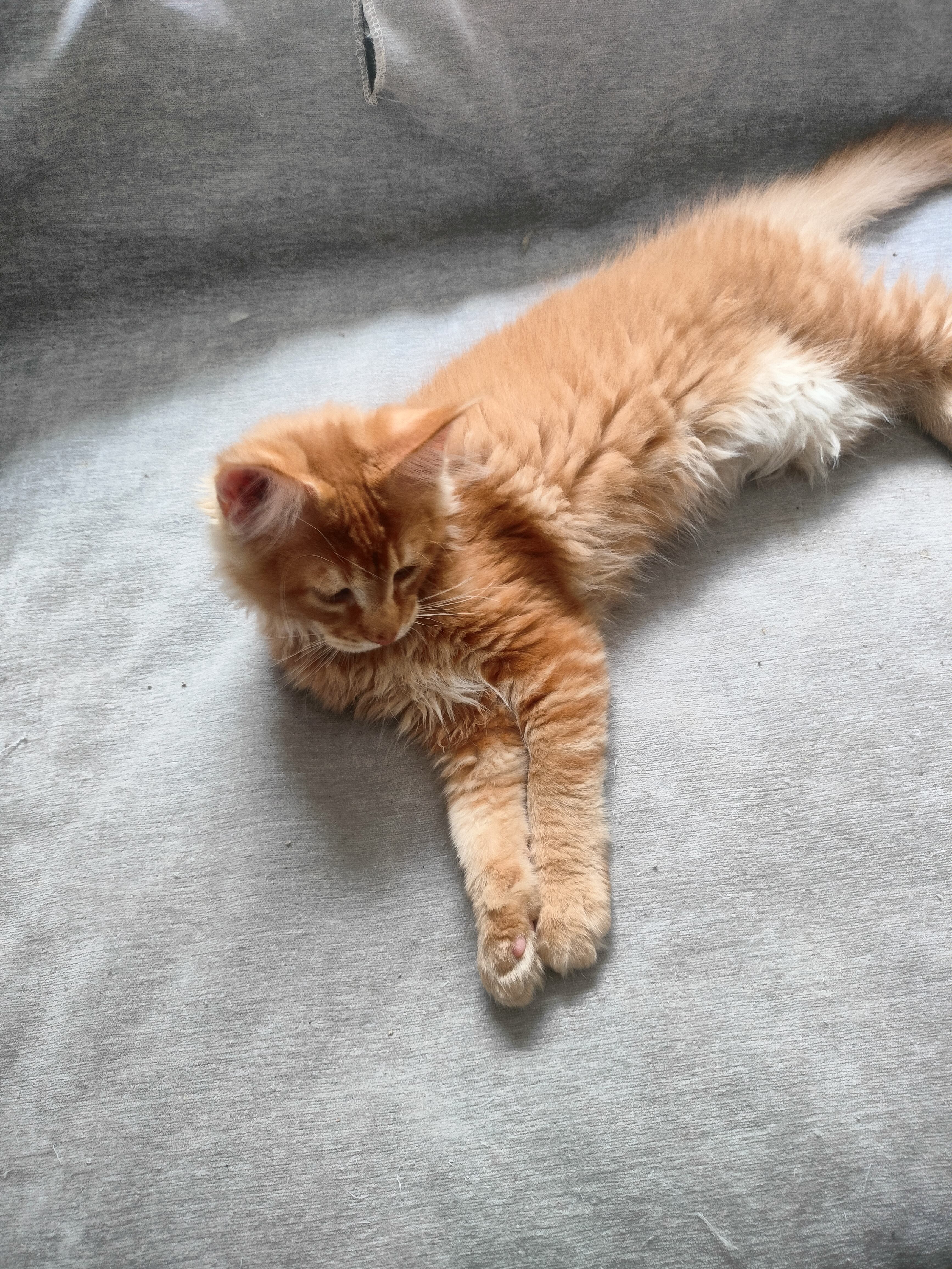 缅因猫金虎底层毛都是红色的，金铲铲